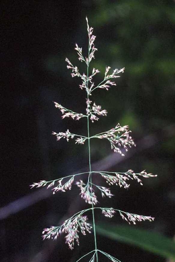 Calamagrostis canadensis (Bluejoint Grass)