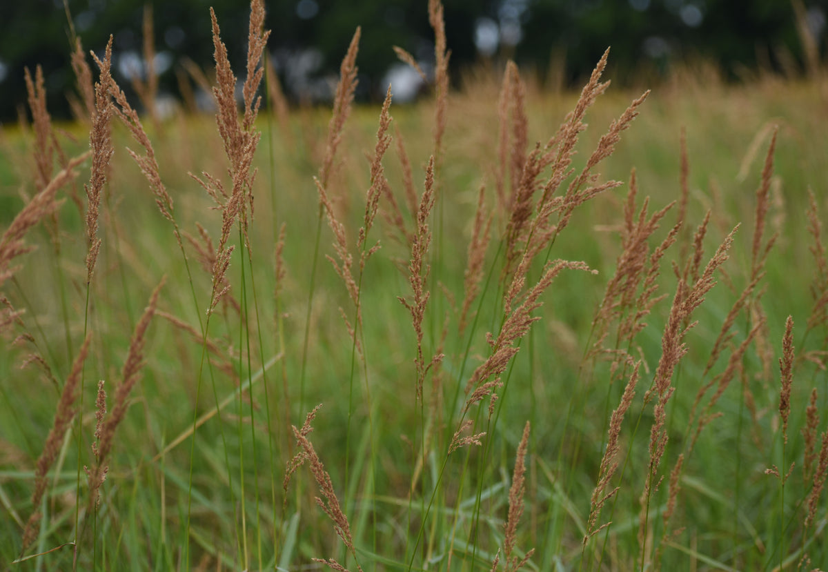 Calamagrostis canadensis (Bluejoint Grass)