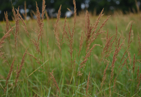 Calamagrostis canadensis (Bluejoint Grass)