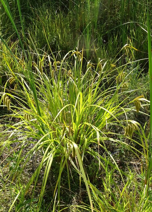 Carex comosa (Longhair Sedge)