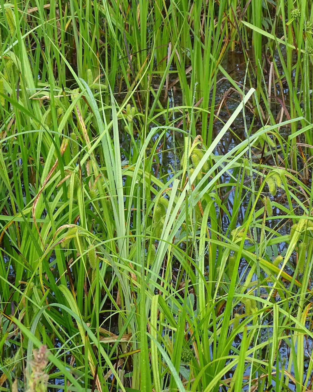Carex comosa (Longhair Sedge)