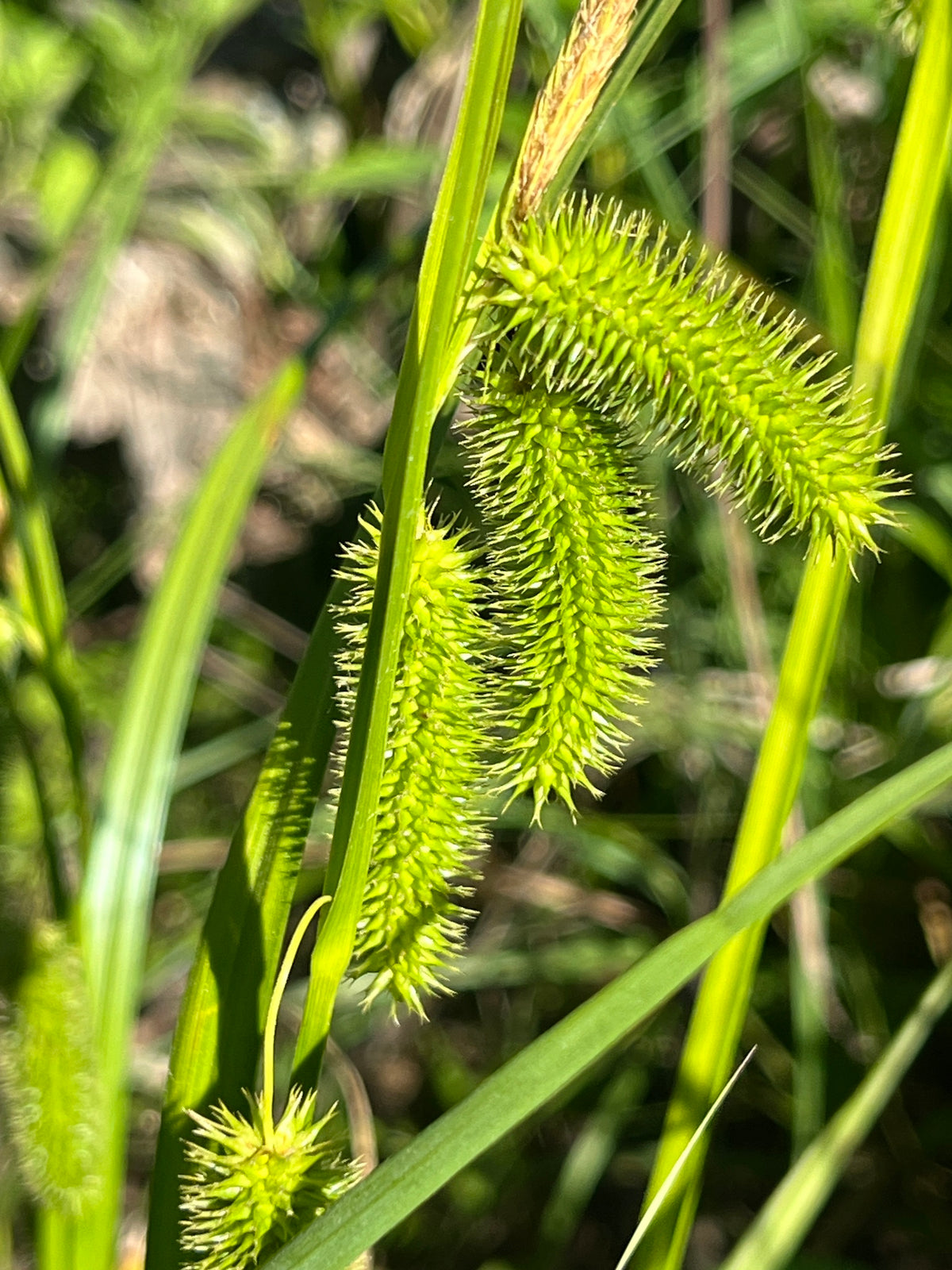 Carex comosa (Longhair Sedge)