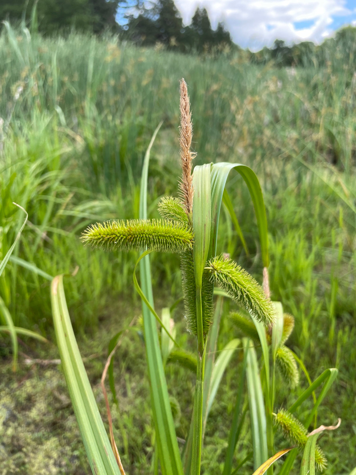 Carex comosa (Longhair Sedge)