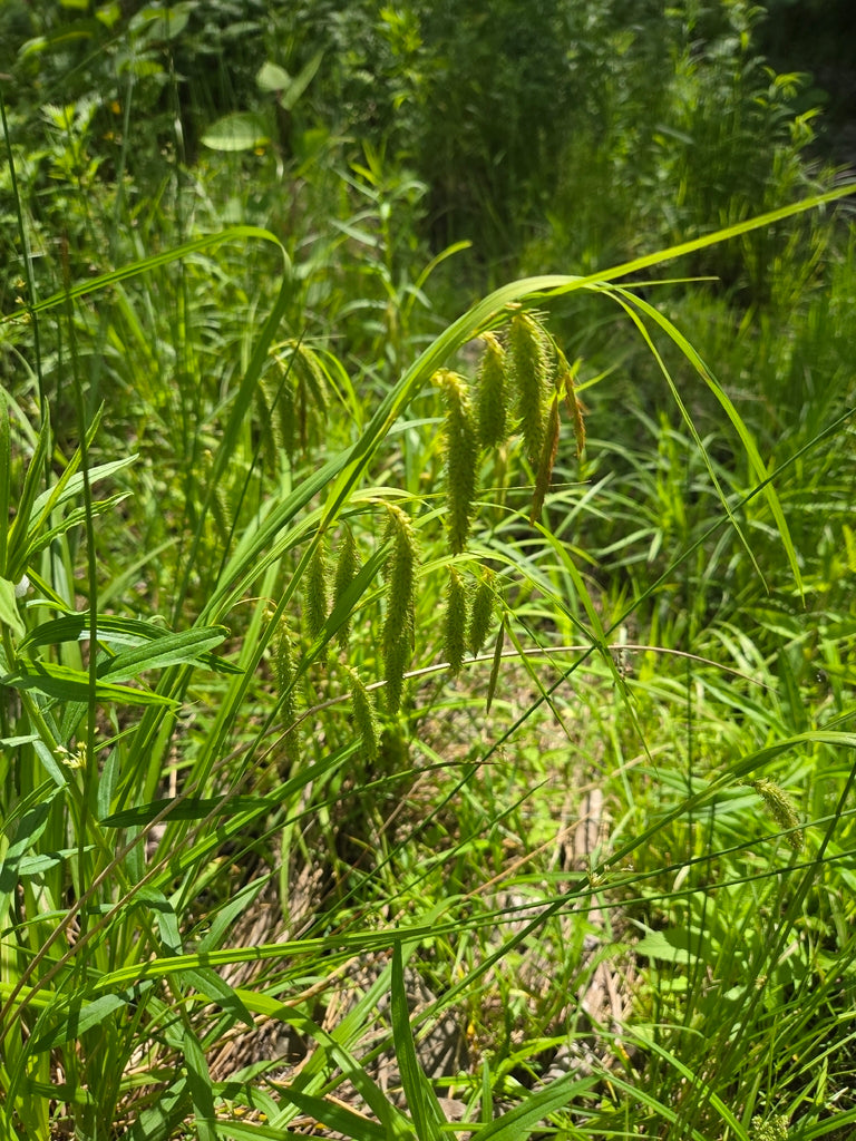 Carex crinita (Fringed Sedge)