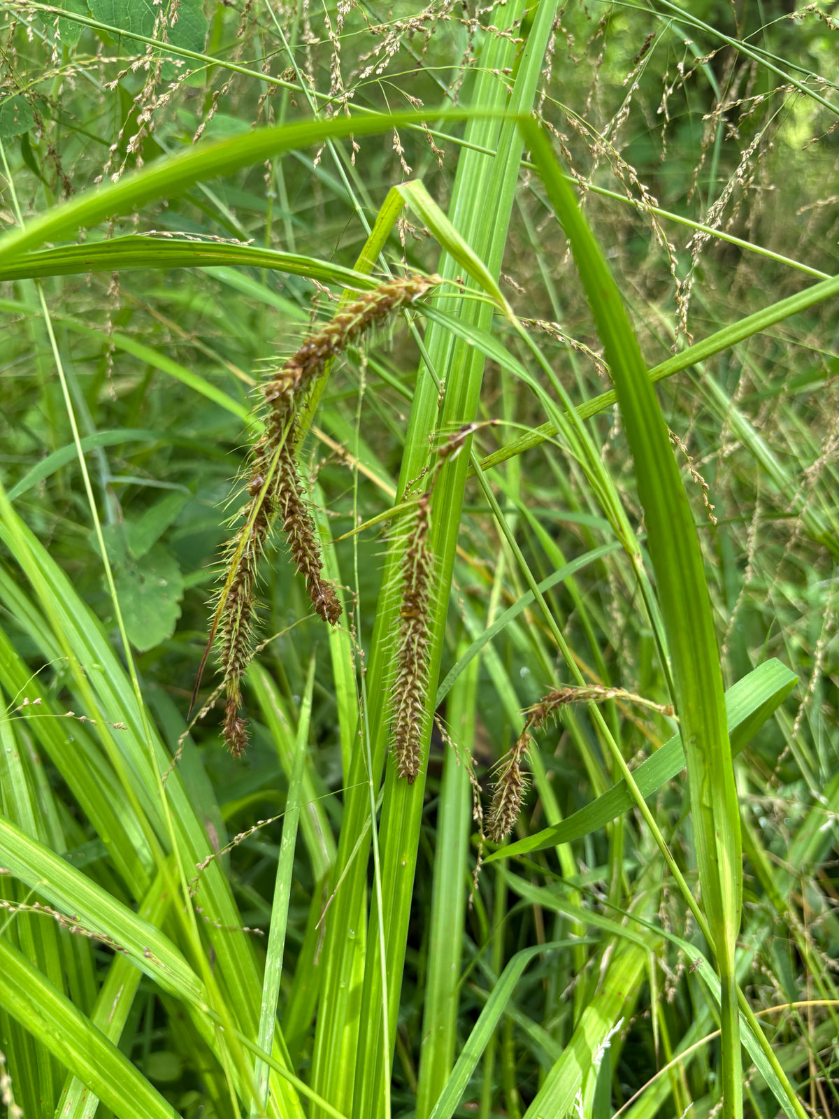 Carex crinita (Fringed Sedge)