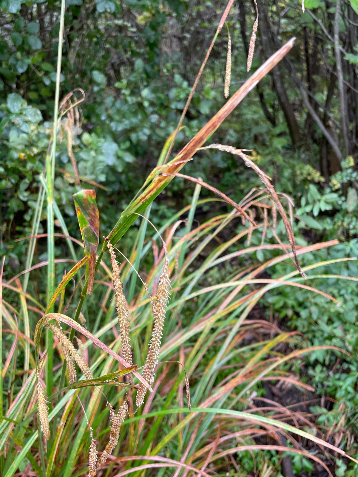 Carex crinita (Fringed Sedge)