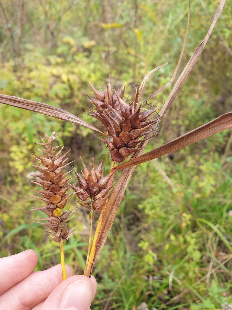 Carex lupulina (Hop Sedge)
