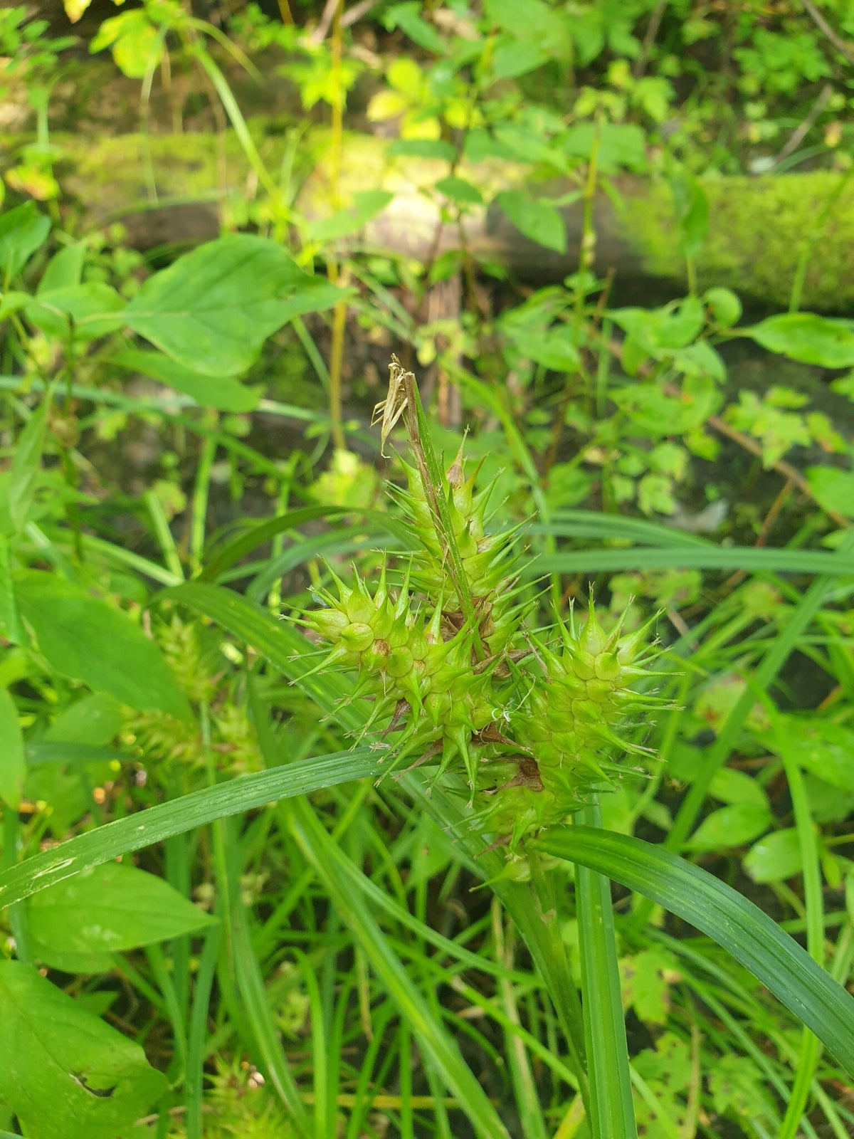 Carex lupulina (Hop Sedge)