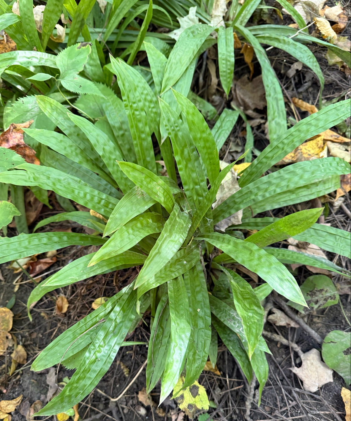 Carex plantaginea (Seersucker Sedge)