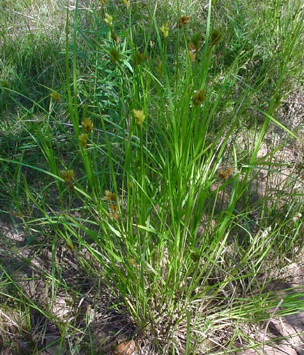 Carex scoparia (Broom Sedge)