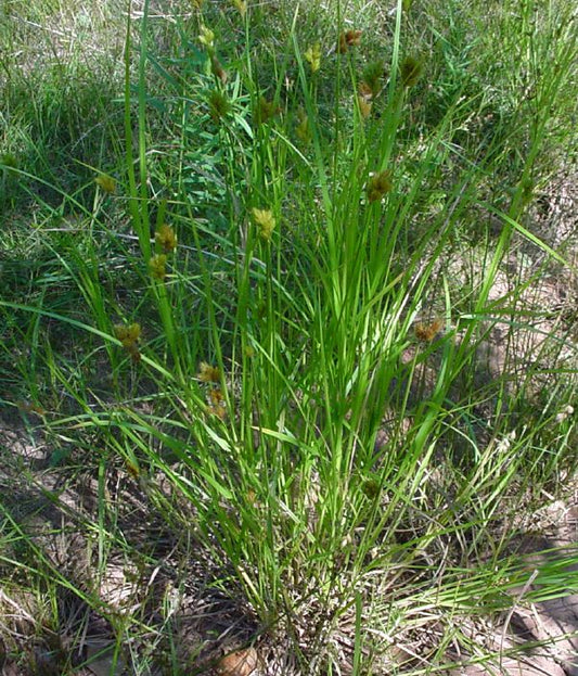 Carex scoparia (Broom Sedge)