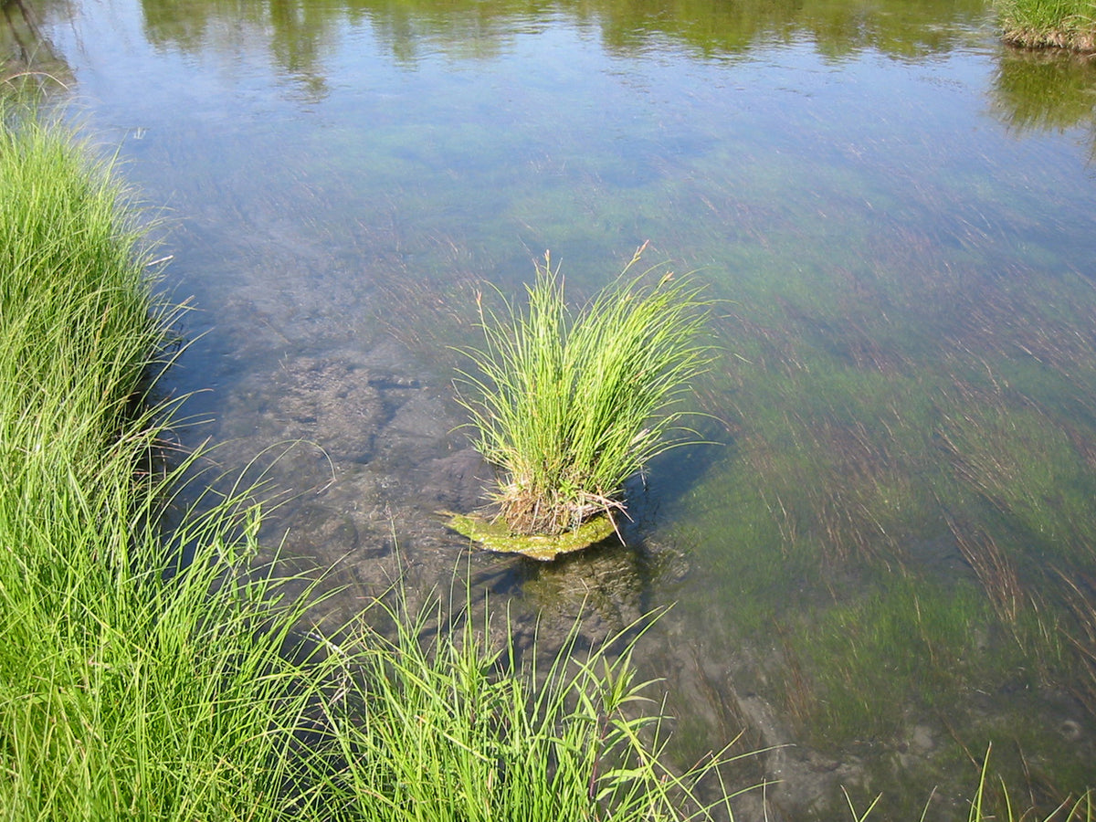 Carex stricta (Tussock Sedge)