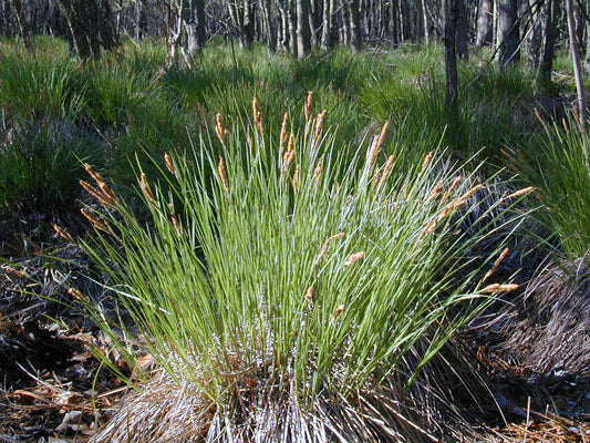 Carex stricta (Tussock Sedge)