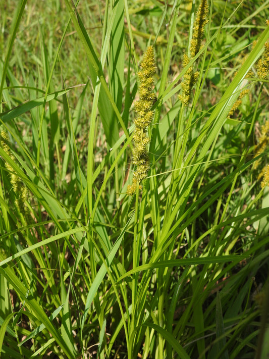 Carex vulpinoidea (Fox Sedge)