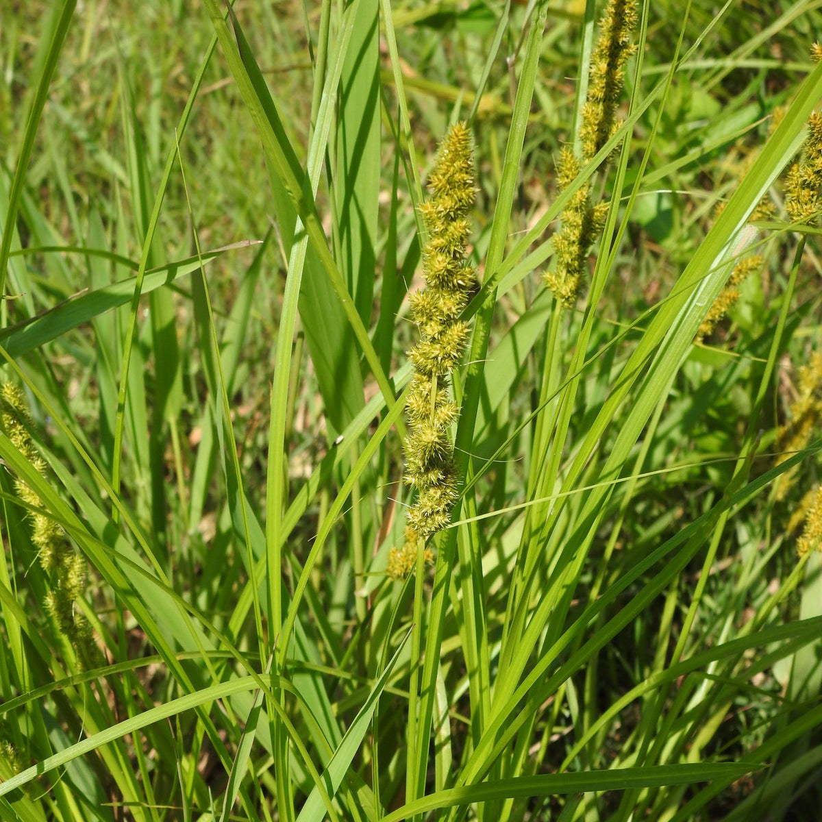204: Wildlife Shelter & Forage Wetland Mix
