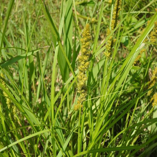 204: Wildlife Shelter & Forage Wetland Mix