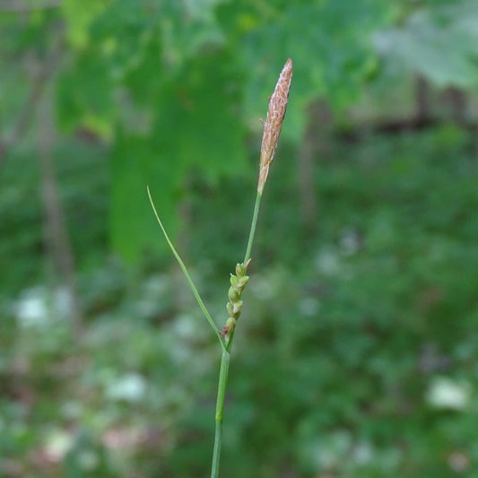 Carex woodii (Wood's Sedge)