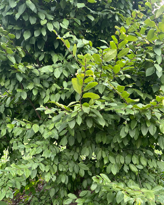 Carpinus caroliniana (Ironwood)