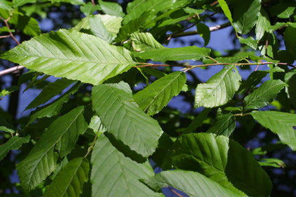 Carpinus caroliniana (Ironwood)