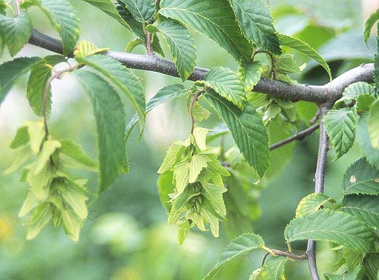Carpinus caroliniana (Ironwood)