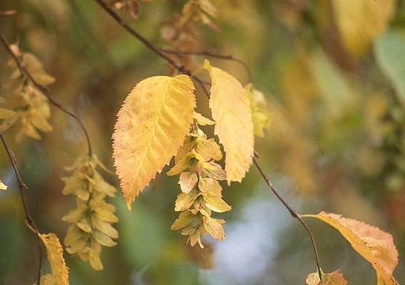 Carpinus caroliniana (Ironwood)