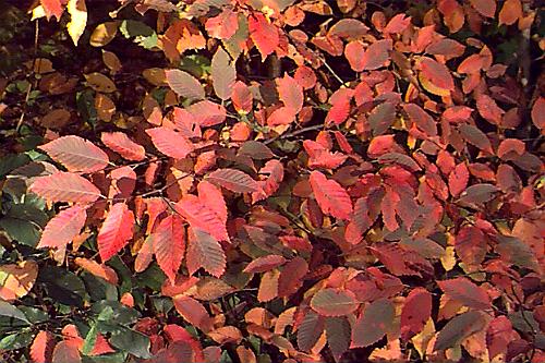 Carpinus caroliniana (Ironwood)