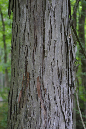 Carya ovata (Shagbark Hickory)