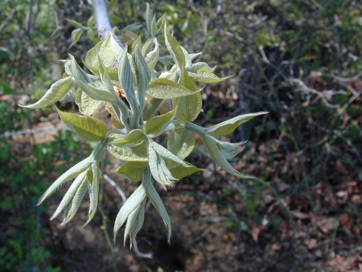 Carya ovata (Shagbark Hickory)