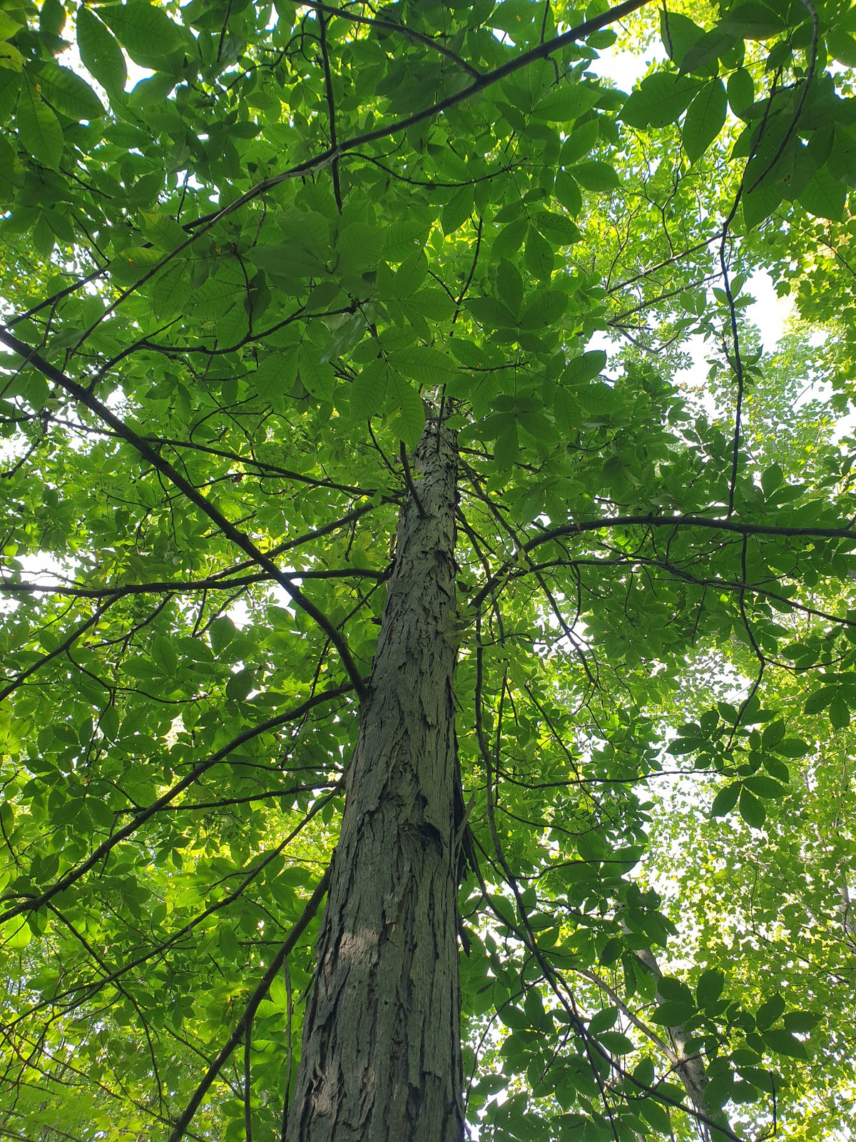 Carya ovata (Shagbark Hickory)