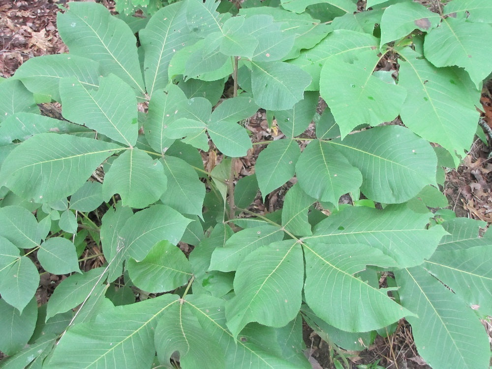 Carya tomentosa (Mockernut Hickory)