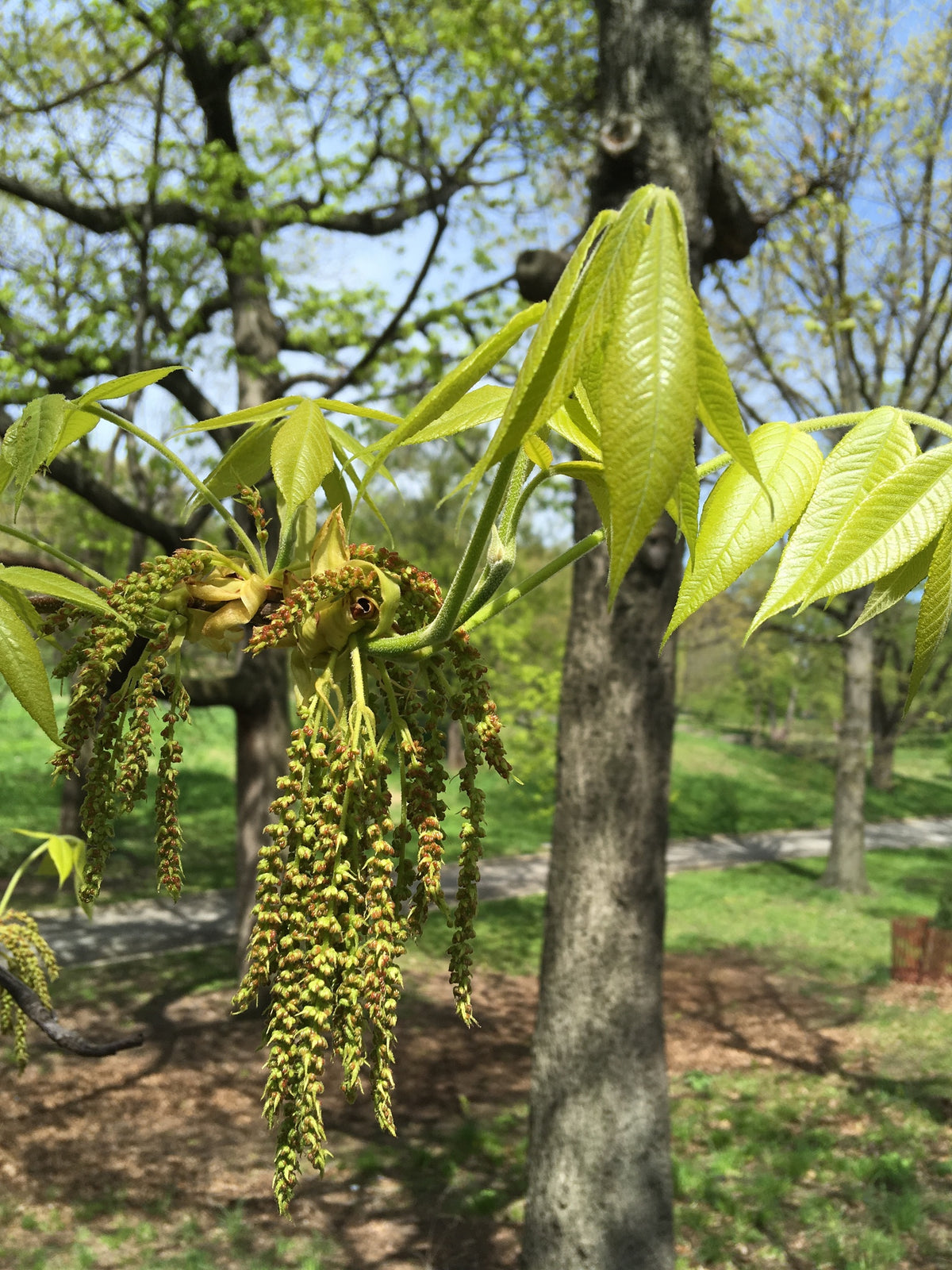 Carya tomentosa (Mockernut Hickory)
