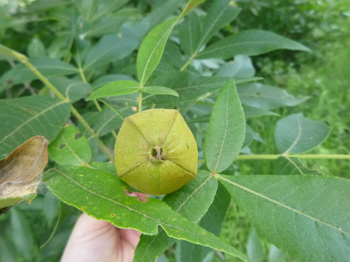 Carya tomentosa (Mockernut Hickory)