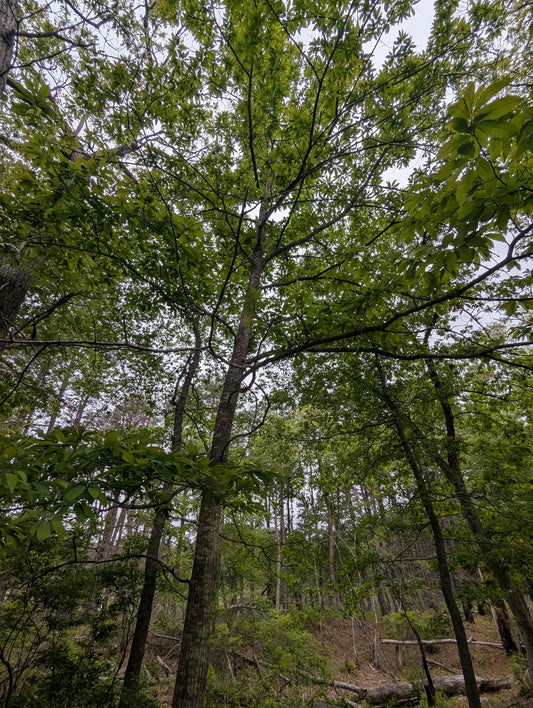 Castanea dentata (American Chestnut)