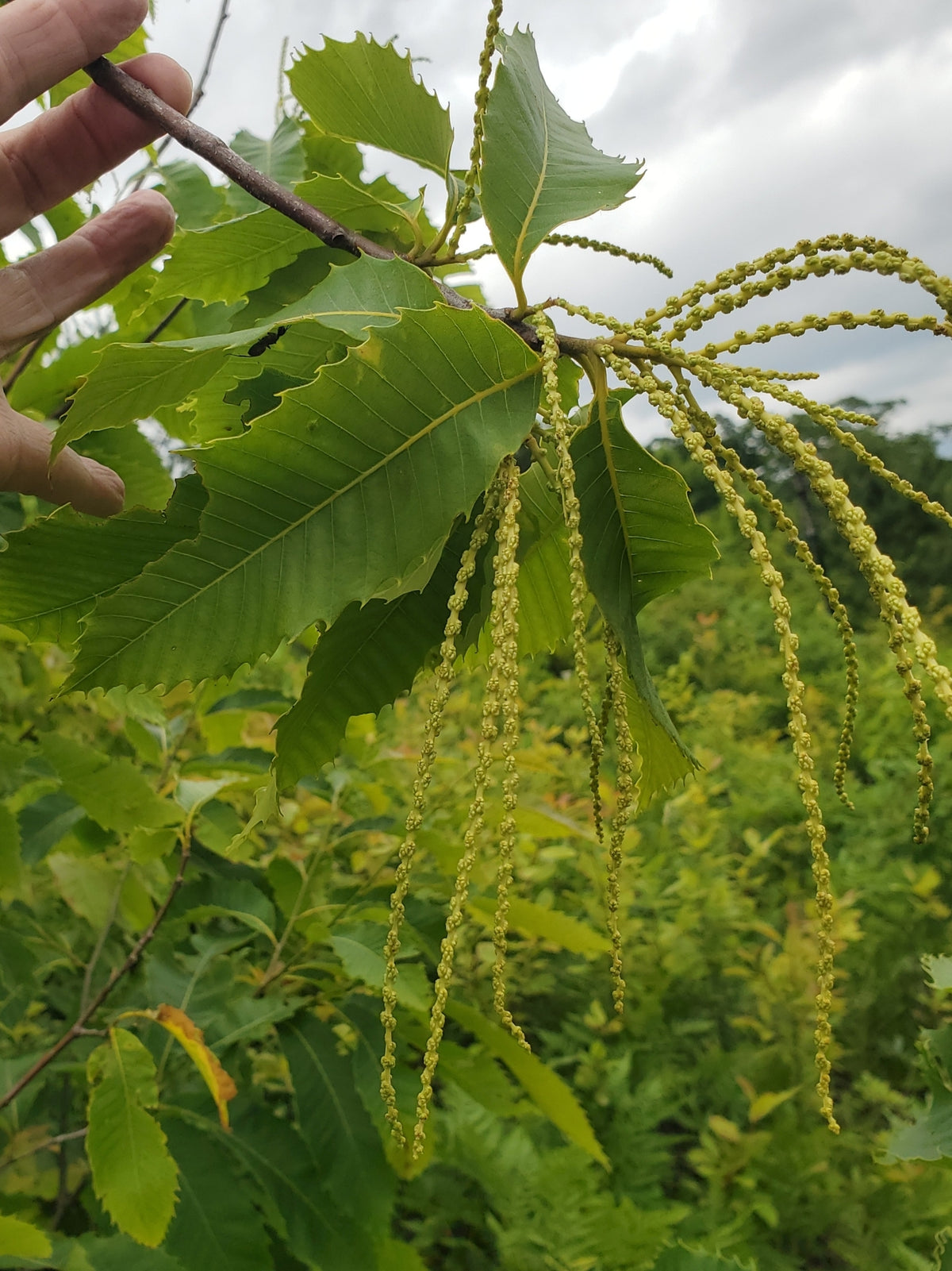 Castanea dentata (American Chestnut)