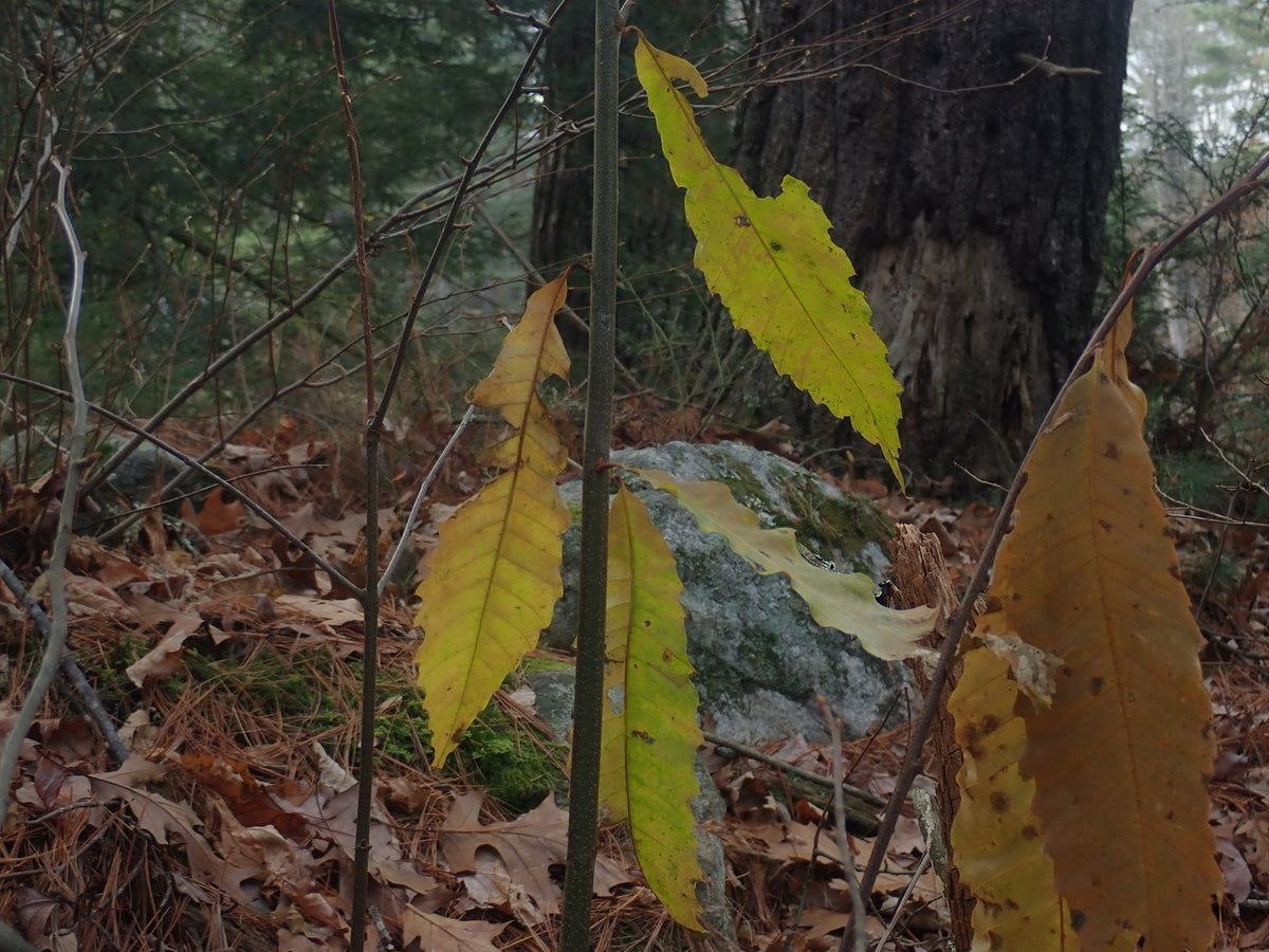 Castanea dentata (American Chestnut)