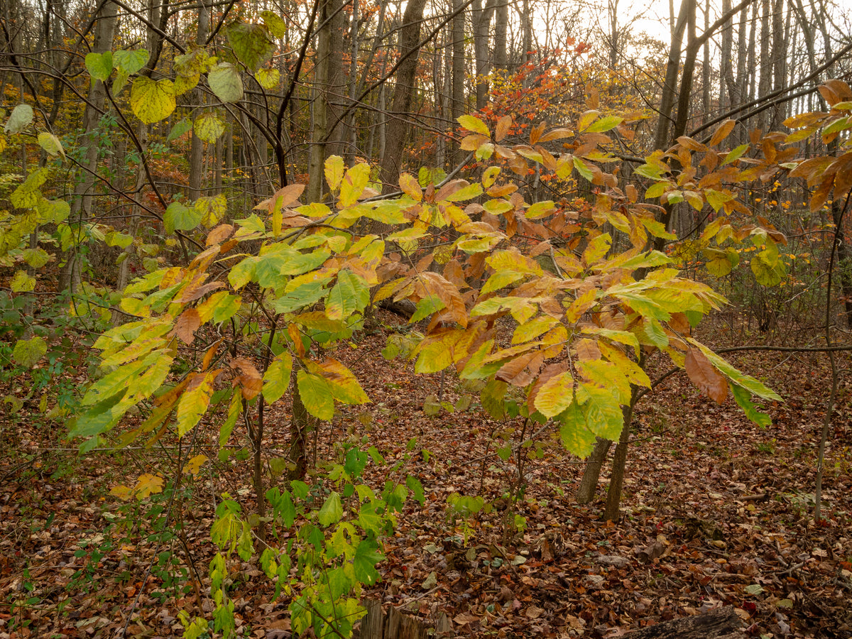 Castanea dentata (American Chestnut)