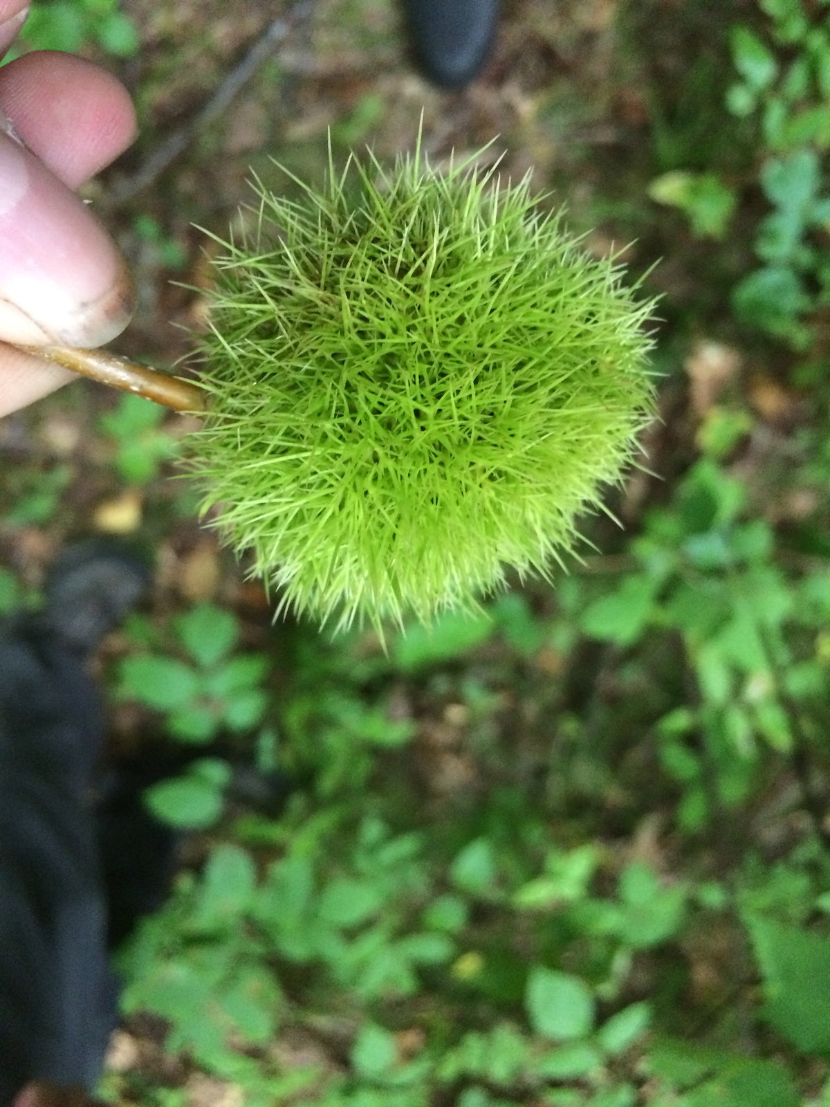 Castanea dentata (American Chestnut)