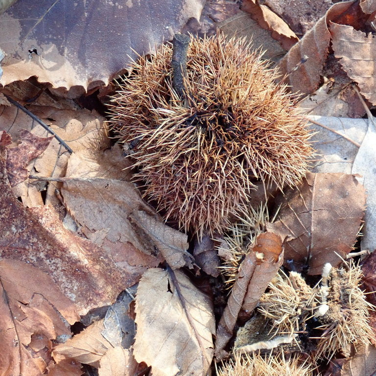 Castanea dentata (American Chestnut)