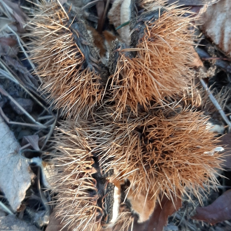 Castanea dentata (American Chestnut)