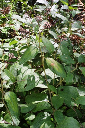Ceanothus americanus (New Jersey Tea)