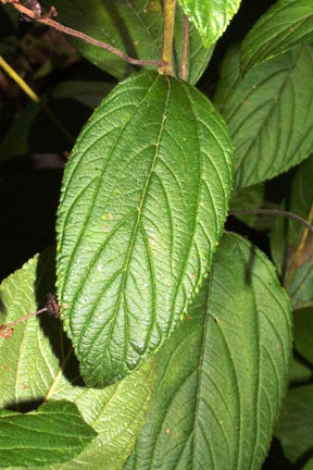 Ceanothus americanus (New Jersey Tea)