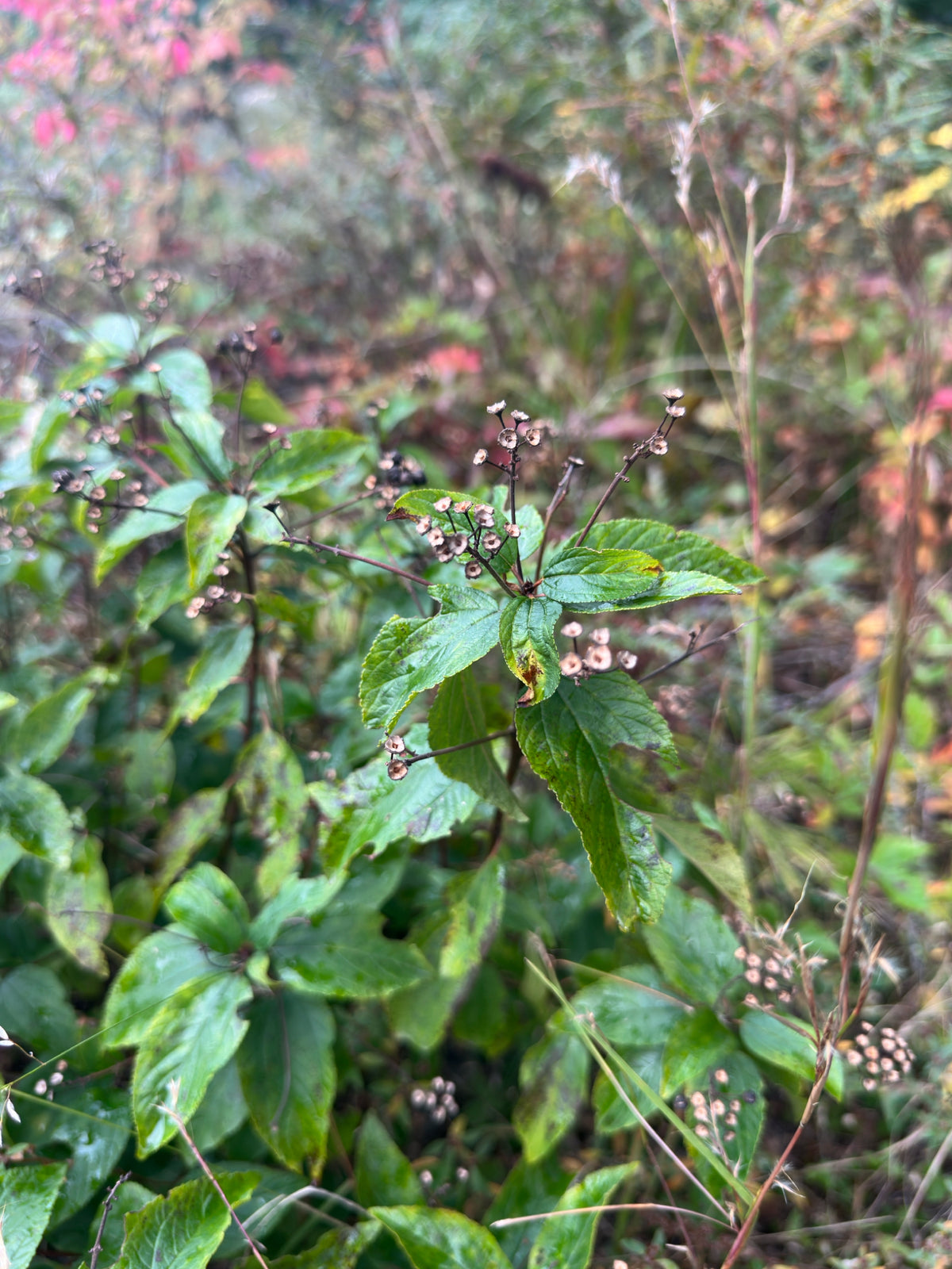 Ceanothus americanus (New Jersey Tea)