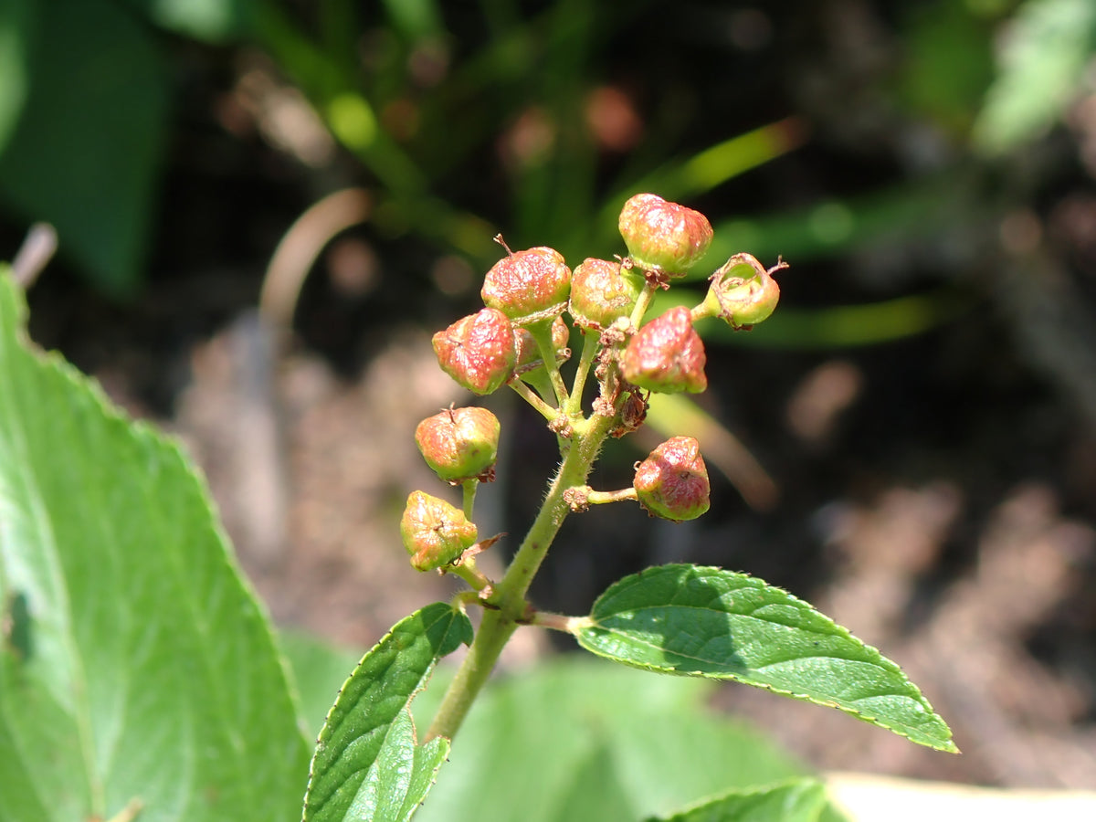 Ceanothus americanus (New Jersey Tea)