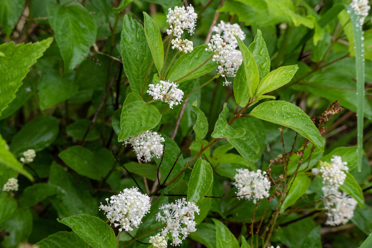 Ceanothus americanus (New Jersey Tea)