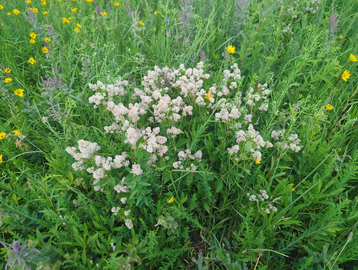 Ceanothus americanus (New Jersey Tea)