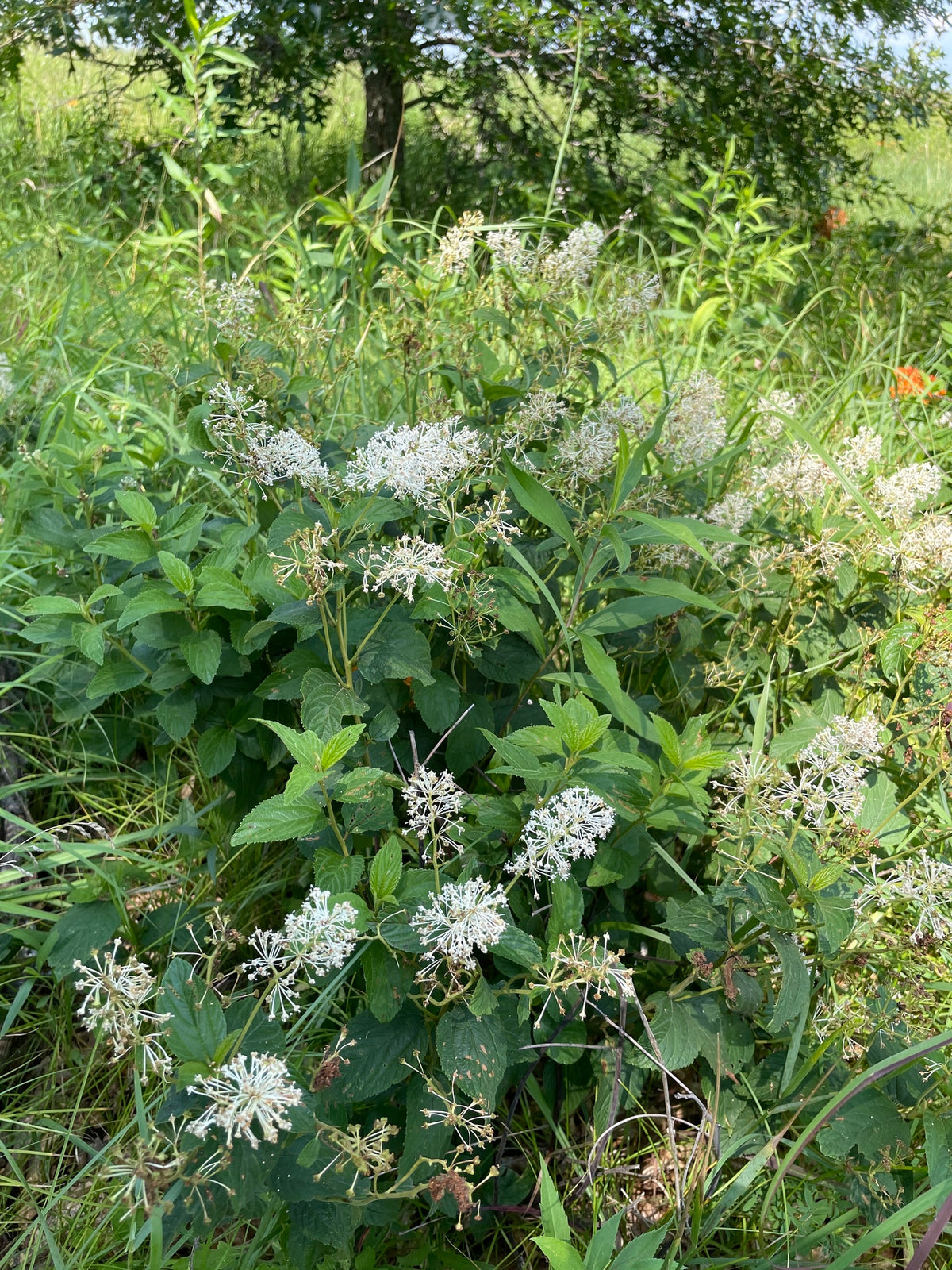 Ceanothus americanus (New Jersey Tea)