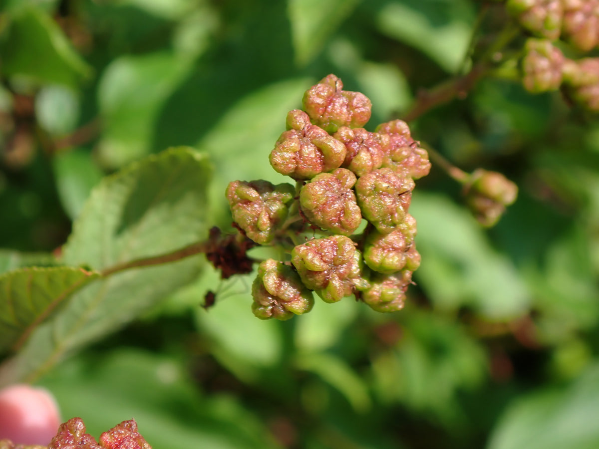 Ceanothus americanus (New Jersey Tea)