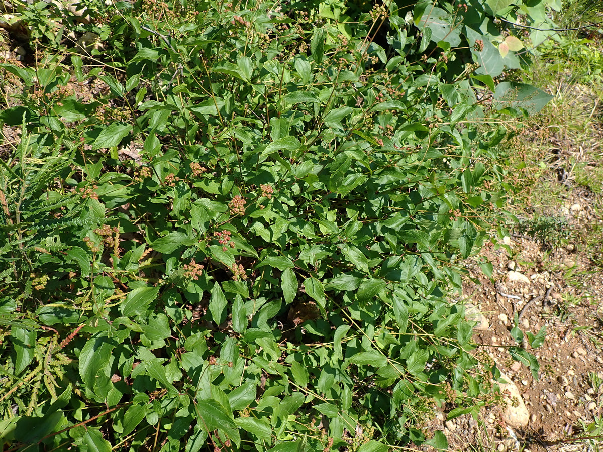 Ceanothus americanus (New Jersey Tea)