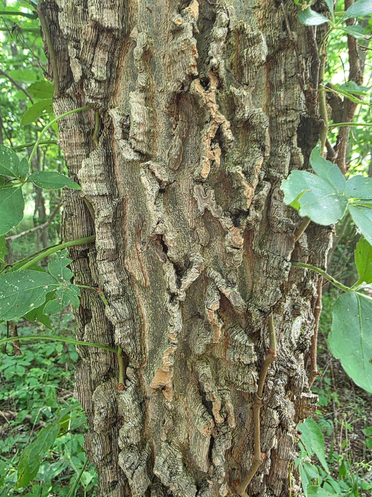 Celtis occidentalis (Hackberry)