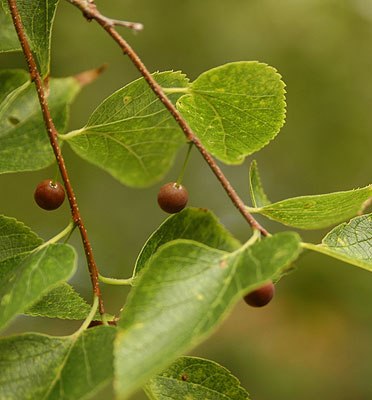Celtis occidentalis (Hackberry)